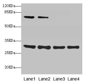 SPIN3 Polyclonal Antibody