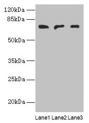 PLCZ1 Polyclonal Antibody
