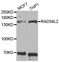 RAD54L2 Polyclonal Antibody