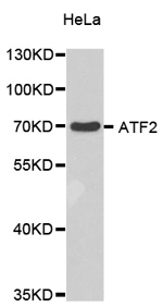 ATF2 Polyclonal Antibody