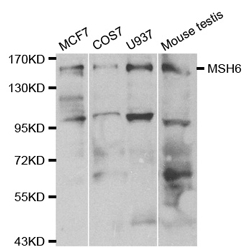 MSH6 Polyclonal Antibody