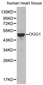 OGG1 Polyclonal Antibody