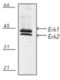 Erk1/2 Polyclonal Antibody