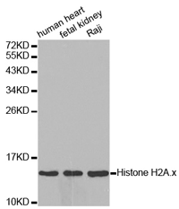 H2AX Polyclonal Antibody