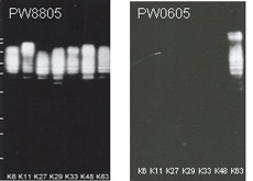 Polyubiquitin Monoclonal Antibody [HWA4C4], HRP Conjugated