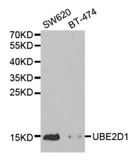 UBE2D1 Polyclonal Antibody