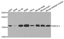 UBE2L3 Polyclonal Antibody