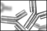 SUV39H1 Monoclonal Antibody