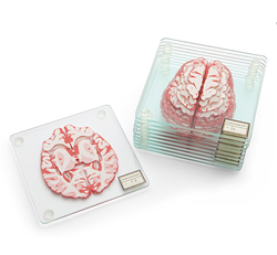 Brain Specimen Printed Coasters Brain Specimen Printed Coasters