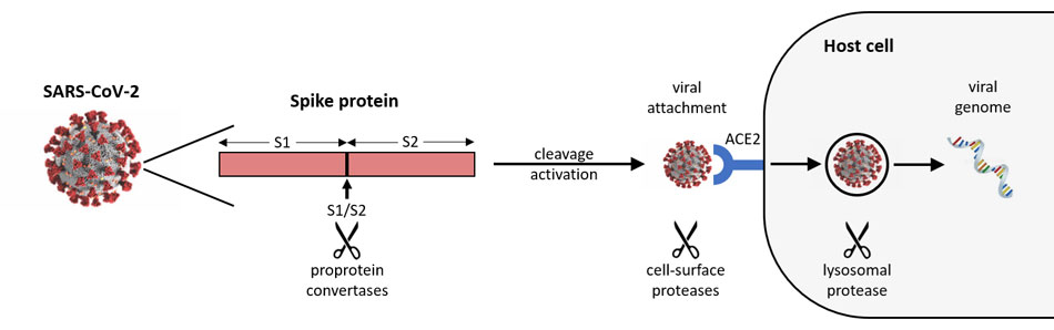 CoviDrop SARS-CoV-2 Targeted Proprotein Convertase Inhibitor Screening Fast Kit