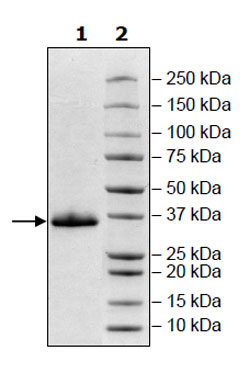 SARS-CoV-2 Spike S1 RBD Protein, Avi-His-tag