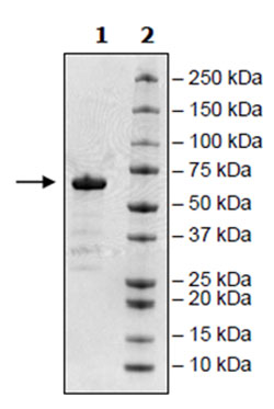 SARS-CoV-2 Spike S1 RBD Protein, Human Fc-Fusion, Avi-Tag