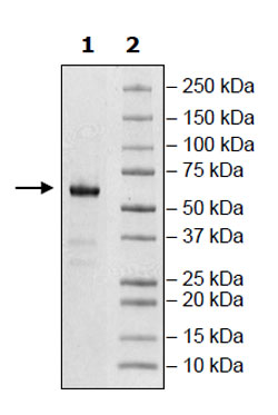 SARS-CoV-2 Spike S1 RBD Protein, Mouse Fc-fusion