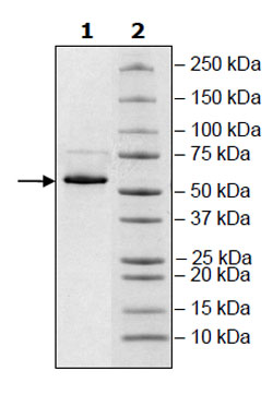 SARS-CoV-2 Nucleocapsid Protein, Avi-His-tag