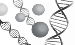 Fully CpG Methylated Human Genomic DNA