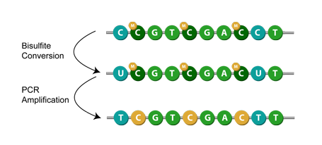 bisulfite conversion and PCR amplification of methylated DNA