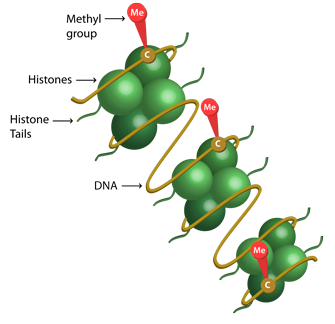 Figure of methyl group added to DNA known as DNA methylation, an epigenetic mechanism