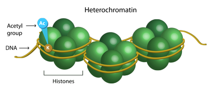 DNMT and DNA Demethylase Cycle