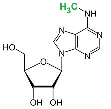 N6-Methyladenosine