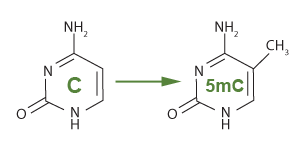 Methylated cytosine chemical structure from cytosine to 5-methylcytosine, 5-mC