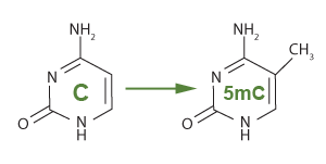 5-methylcytosine (5-mC) Methylated cytosine chemical structure from cytosine to 5-methylcytosine, 5-mC