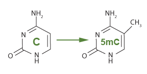 从胞嘧啶到5-甲基胞嘧啶的甲基化胞嘧啶化学结构，5-mC