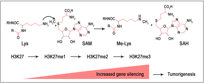 Epigenetic Warriors Against Cancer: Targeting Histone Methyltransferases and Lysine Demethylases