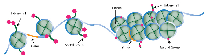 Accessing Histone PTMs: Insights Into the Methods Used for Their Assessment