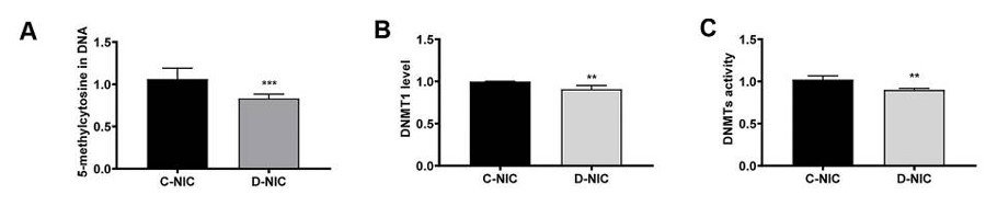 50mc in gDNA DNMT1 levels DNMT activity