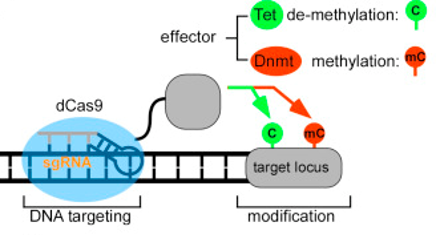 CRISPR-Cas-based diagram representation