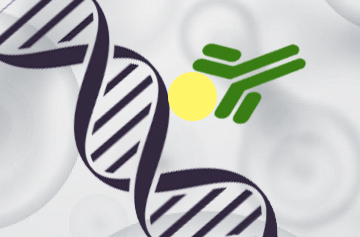 Chromatin Immunoprecipitation Antibodies