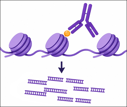 Antibody Choice in ChIP, CUT&RUN, CUT&Tag, and CUT&LUNCH: Why Target Context Matters
