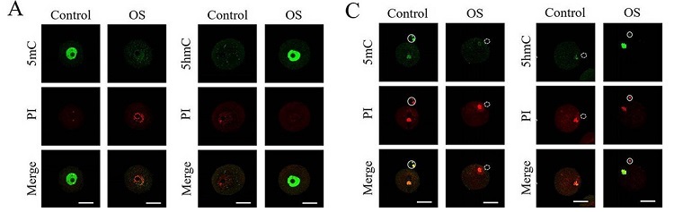 Microscopic images comparing DNA methylation between control and ovarian stimulation (OS) in mouse oocytes. Panels show 5mC and 5hmC staining in green, PI staining in red, and merged images, with each condition exhibiting distinct fluorescence patterns, indicating methylation differences, related to the study by Lu X et al., Cell Communication and Signaling, 2024.
