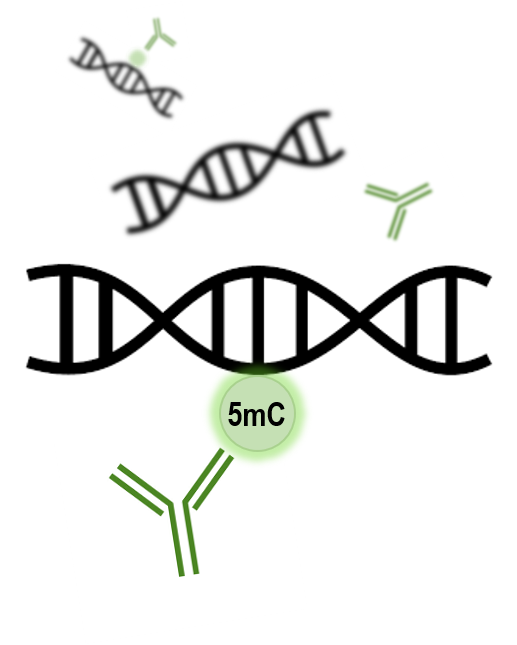 DNA Methylation and Antibody Illustration