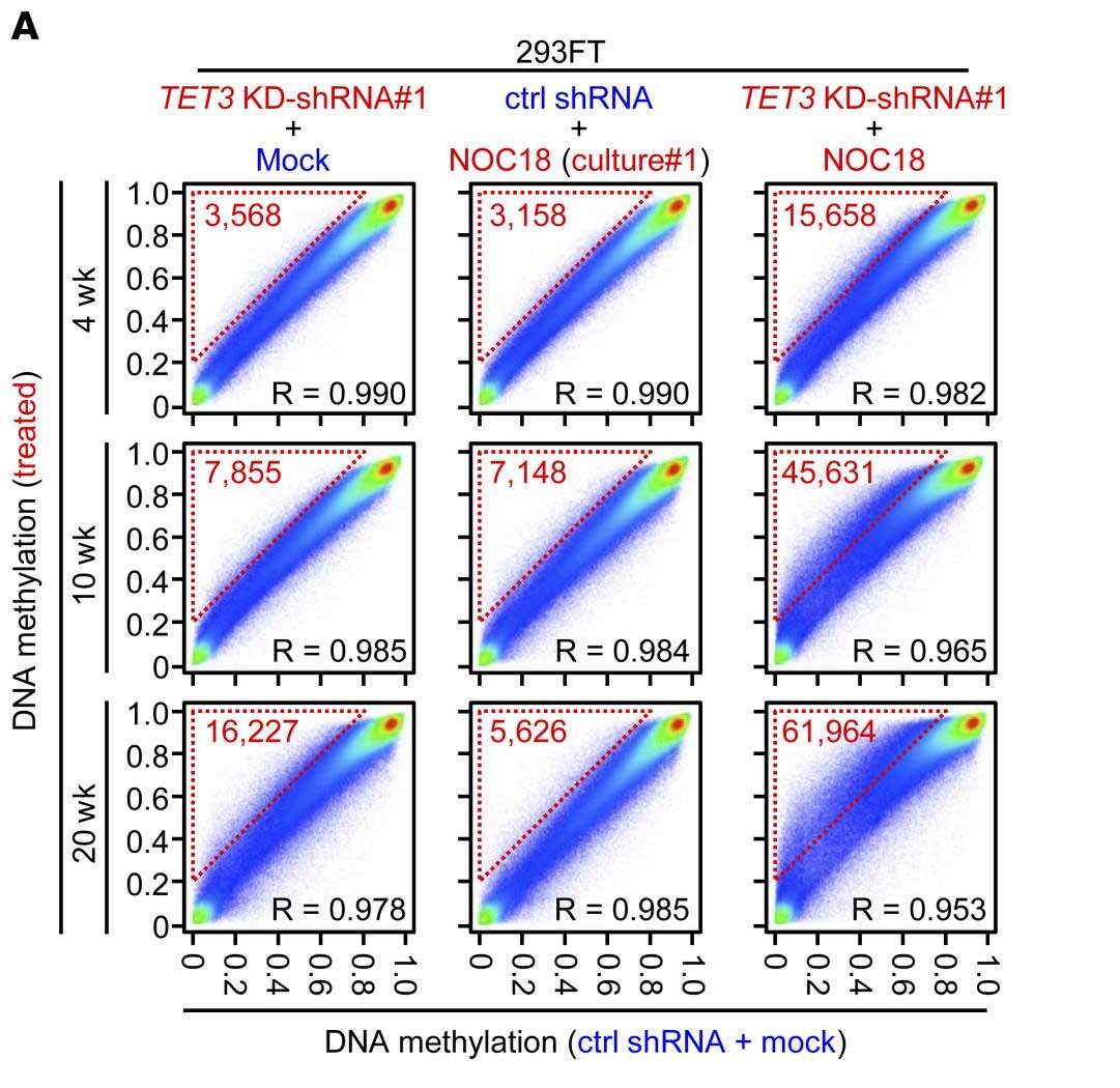 Abnormal  DNA Methylation Induced by TET Repression