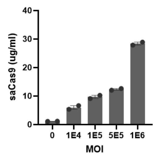 Immune Response to AAV-Delivered Cas9 Raises Safety Questions for CRISPR Therapies