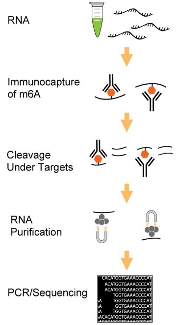 EpigenTek’s CUT&RUN-based MeRIP workflow.