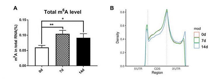 m6A RNA Methylation's Role in Dental Pulp Stem Cell Differentiation