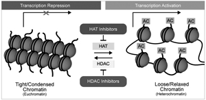 What Does HAT & HDAC Activity Tell You?