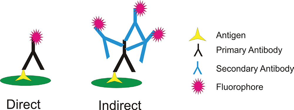 Immunofluorescence (IF) Protocol