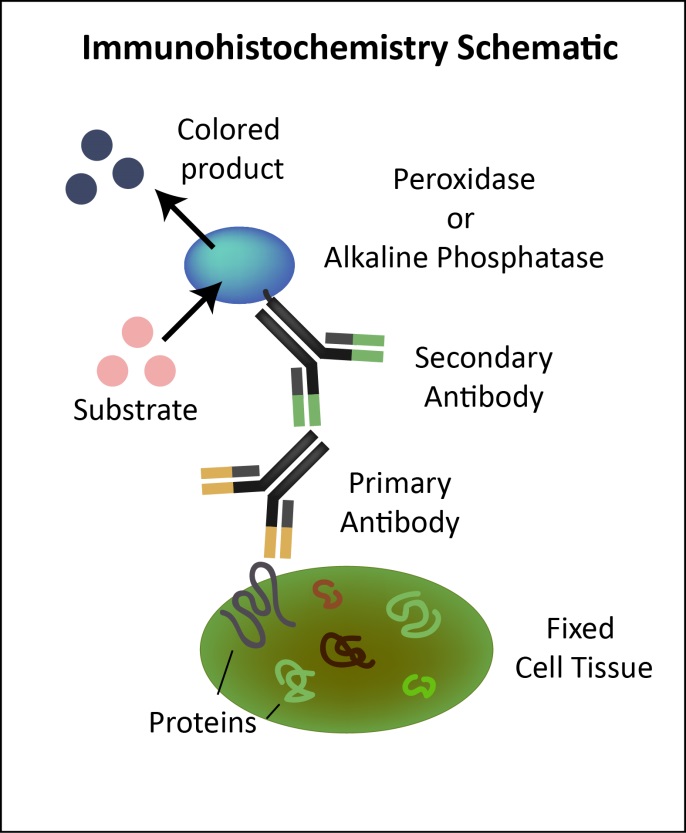IHC immunohistochemistry schematic