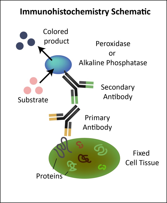 Immunohistochemistry (IHC) Protocol