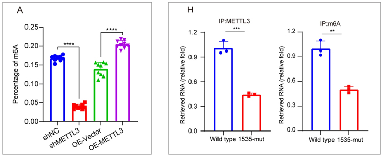 Uncovering m6A RNA Methylation as a Key Player in Pancreatic Cancer