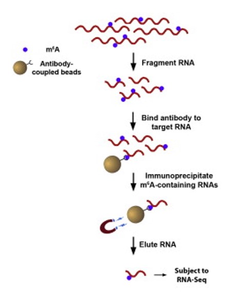 How CUT&RUN Helps Improve Methylated RNA Immunoprecipitation