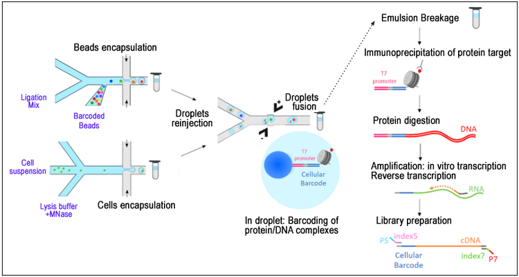 Chromatin Studies: From Bulk to Single-Cell Examination