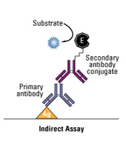 Indirect ELISA Protocol