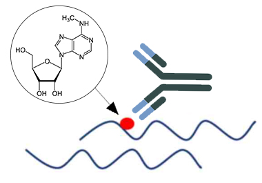 High Quality Antibodies for your RNA Methylation Research Needs