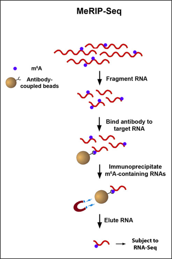 Reversible m6A methylation in mRNA.