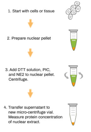 Nuclear Extraction Protocol