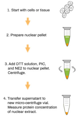 Protocol Cell Pellet Preparation